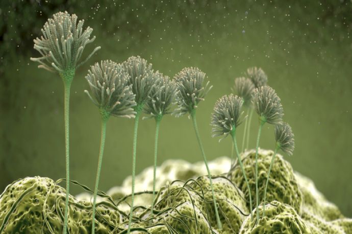 MIKROBIOLOGINIS PATALPŲ UŽTERŠTUMAS